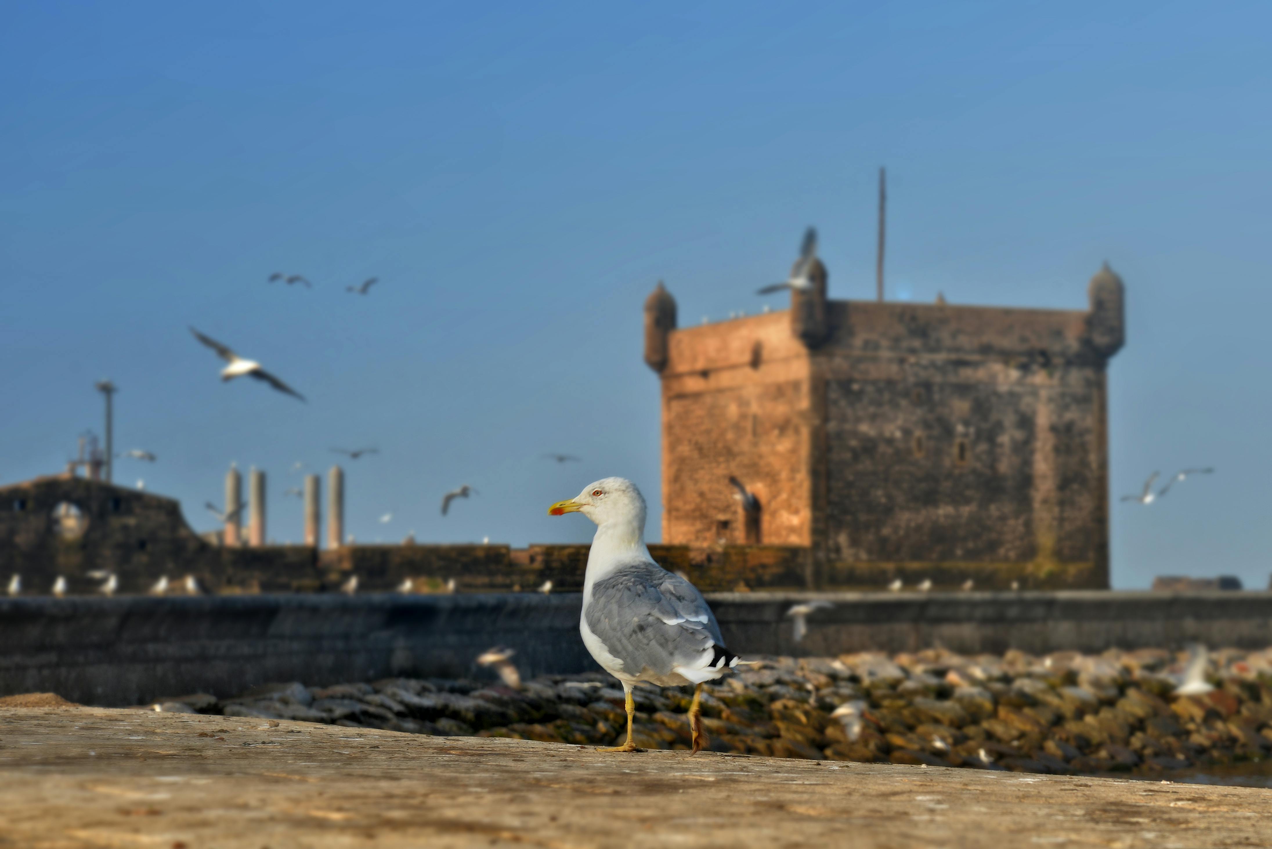 Essaouira — Quad Fox Marrakech